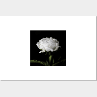 Peony innocence Posters and Art